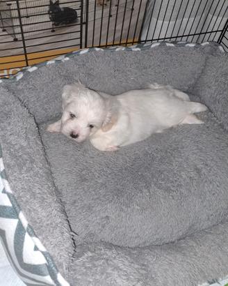 Cani maltese