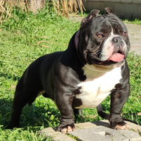 American Bully Exotic