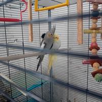 Calopsite maschio e femmina