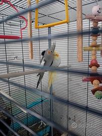 Calopsite maschio e femmina