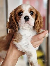 Cavalier king