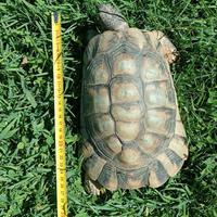 Testudo Marginata maschio riproduttivo