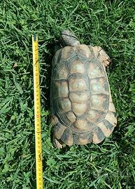 Testudo Marginata maschio riproduttivo