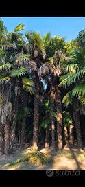 palme