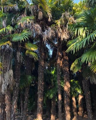 palme