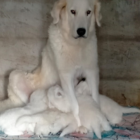 Cuccioli di Pastore Abruzzese Maremmano