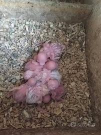 Pulli di cocorite da allevare a mano