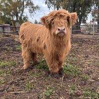 Vitella/Mucca Highlander