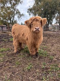 Vitella/Mucca Highlander