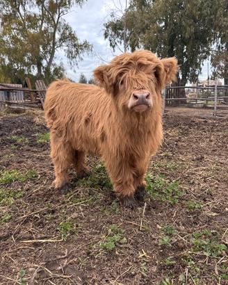 Braccialetto con mucca delle Highland scozzesi, regalo per