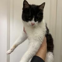 Fifí gattina bianca e nera in ADOZIONE