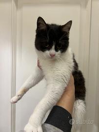 Fifí gattina bianca e nera in ADOZIONE