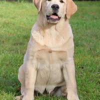 Cucciolo Labrador Retriever Giallo