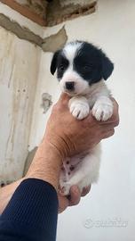 Mamma incrocio yorkshire/barbonc e papà pincer/ba