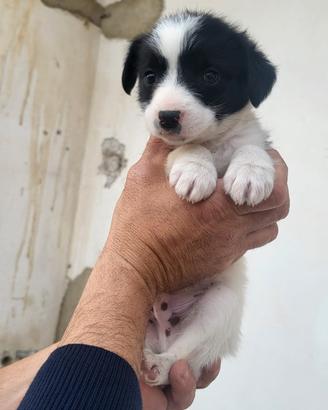 Mamma incrocio yorkshire/barbonc e papà pincer/ba