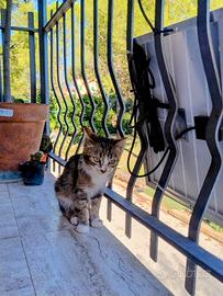 Gattina affettuosa di pochi mesi