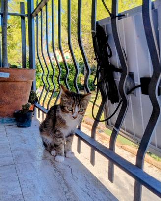 Gattina affettuosa di pochi mesi