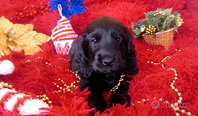 Cocker spaniel per Natale