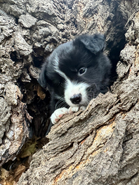 Border collie con Pedigree