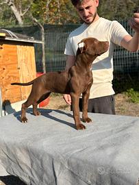 Femminuccia di American Pit Bull Terrier