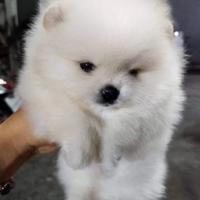 Spitz di Pomerania