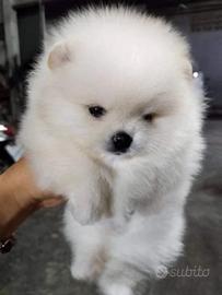 Spitz di Pomerania