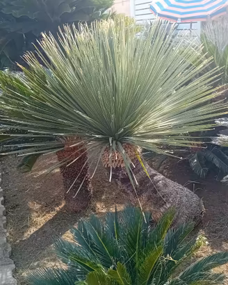 Piante