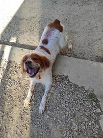 Cuccioli meticci da Caccia