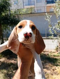 Cuccioli di segugio