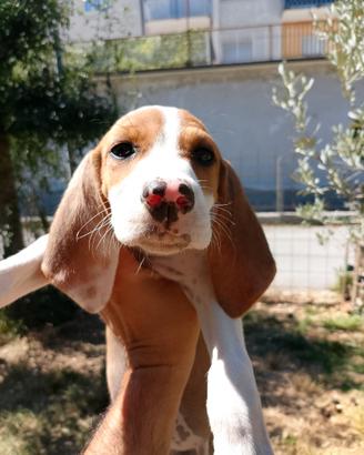 Cuccioli di segugio