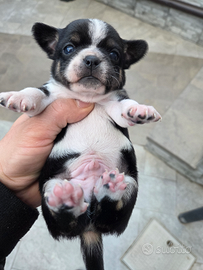 Cuccioli di chihuahua