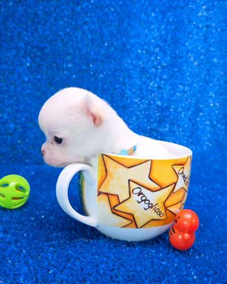 Chihuahua mini toy maschio con pedigree ENCI