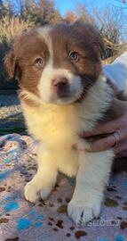 Border collie litter I 2025