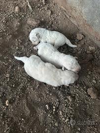 Cuccioli machi di pastore abruzzese