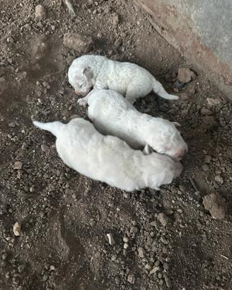 Cuccioli machi di pastore abruzzese