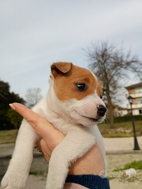 Cucciola Jack Russel