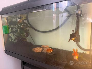 Acquario 100l