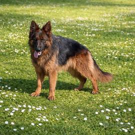 Pastore Tedesco femmina