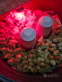 Pulcini razza rosso pesante e broiler