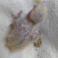 Inseparabili da imbecco