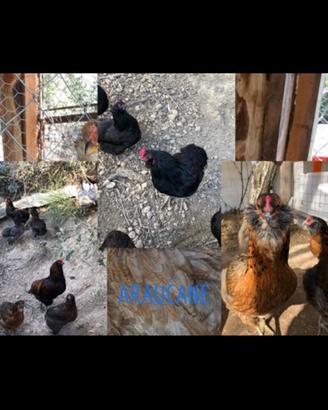 Galline Australorp araucane e marans