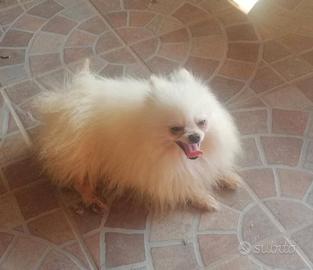 Spitz bianco
