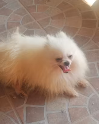 Spitz bianco