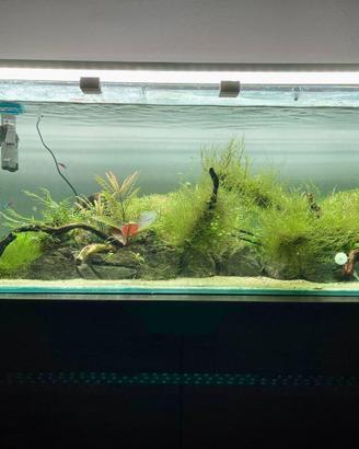 Acquario