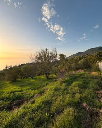 Terreno edificabile, uliveto e deposito | CAPRIOLI