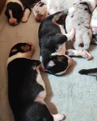 Cuccioli di pastore australiano