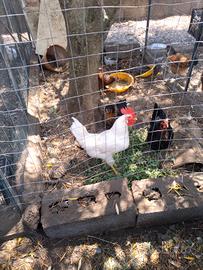 Gallo