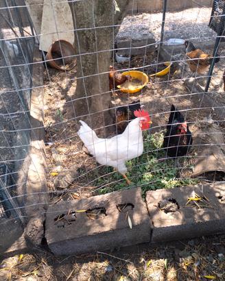 Gallo