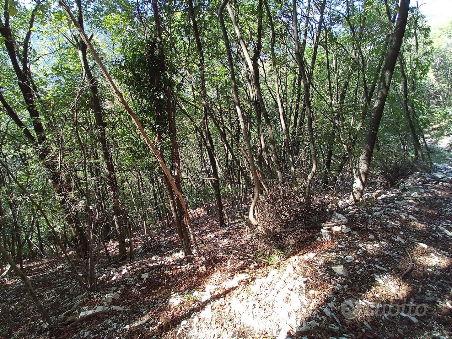 Terreni prato arborato e bosco ceduo - Vista 5