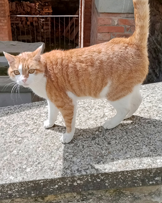 Gatto singolo o con altro